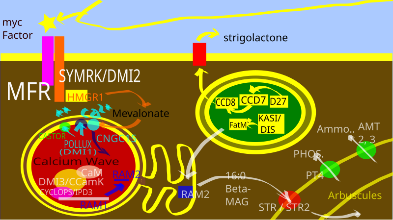 File:CSSP pathway simplified SVG.svg