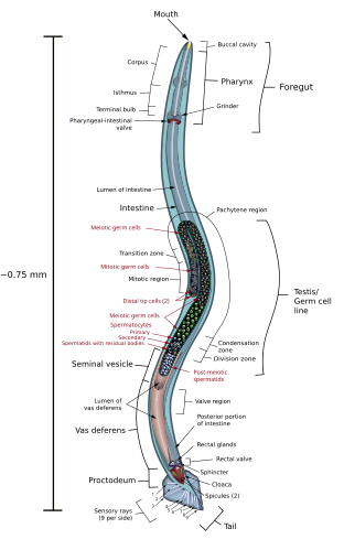 Ilustração anatômica de um Caenorhabditis elegans, com ênfase em seu sistema reprodutivo. (definição 760 × 1 024)