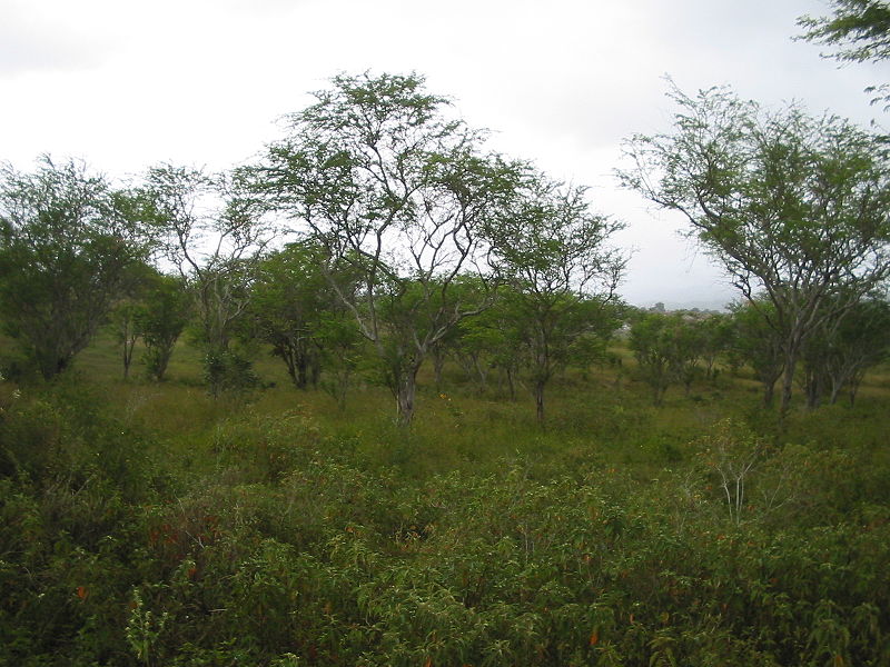 File:Caatinga.jpg