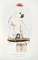 Cacatua moluccensis -Plyctolophus rosaceus Salmon-crested Cockatoo -by Edward Lear 1812-1888.jpg