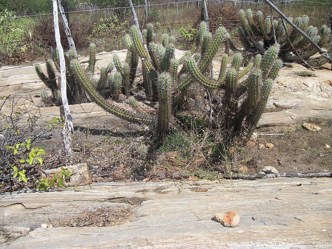 Cactaceae