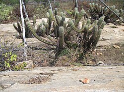 Xique-Xique, cacto típico da Caatinga, conhecido pelo seu caule, que cresce junto ao chão.