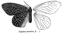 CadphisesMaculata.png