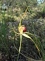 Caladenia procera