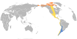 Área de distribución de Calidris bairdii Alaranxado: área de cría; Azul: non cría; Amarelo: migrante