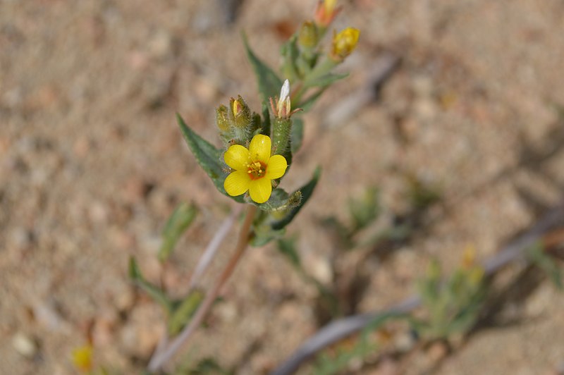 File:California Desert Landscape 03.JPG