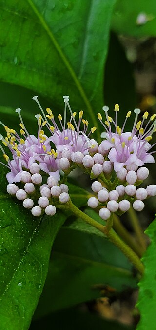 <i>Callicarpa lamii</i> Plant in the mint family