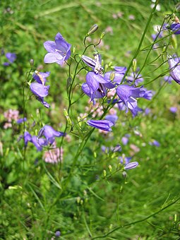 American harebell, Campanula rotundifolia Campanula rotondifolia.jpg