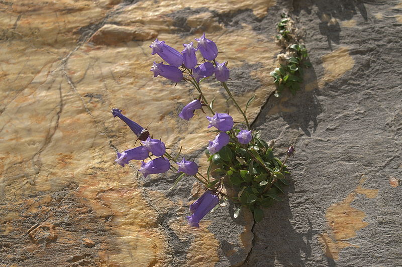 File:Campanula zoysii PID865-1.jpg