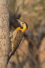 Campo flicker Colaptes campestris