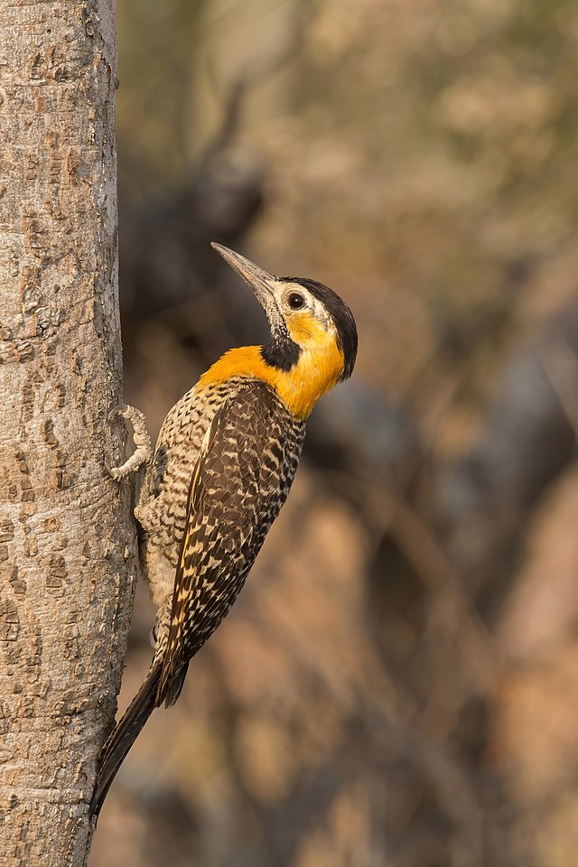 Самка пампасного дятла (Colaptes campestris)