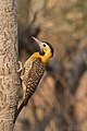 10 Campo flicker (Colaptes campestris) female uploaded by Charlesjsharp, nominated by ArionEstar