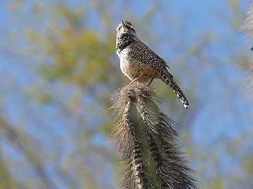 Campylorhynchus brunneicapillus - 2020.jpg