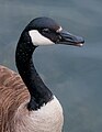 Canada goose Profile ABDS-GS-CG-4.jpg