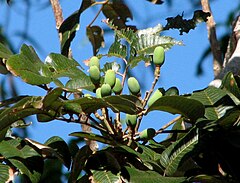 Canarium australianum meyvesi Kewarra 4240.jpg