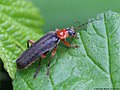 Cantharis pellucida Fabricius, 1792