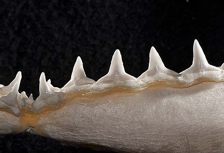 Carcharhinus albimarginatus lower teeth.jpg