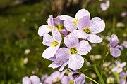 English: Cardamine pratensis, commonly called cuckoo flower or lady's smock, is a plant in the family of Brassicaceae. Deutsch: Das Wiesen-Schaumkraut (Cardamine pratensis) gehört zur Familie der Kreuzblütengewächse (Brassicaceae)