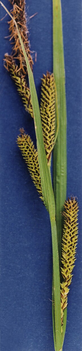 Descrizione dell'immagine Carex aquatilis NRCS-2.jpg.