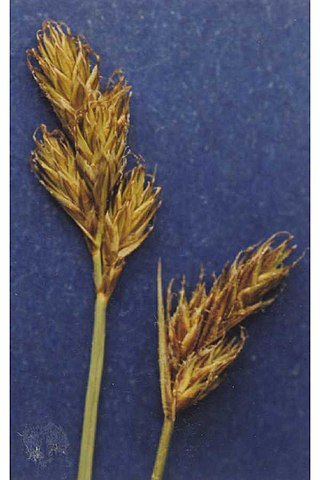 <i>Carex leporinella</i> Species of grass-like plant