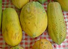 Carica papaya dsc07806.jpg