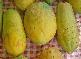 Mamão (Carica papaya)