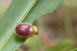 <i>Cassida azurea</i> Species of beetle