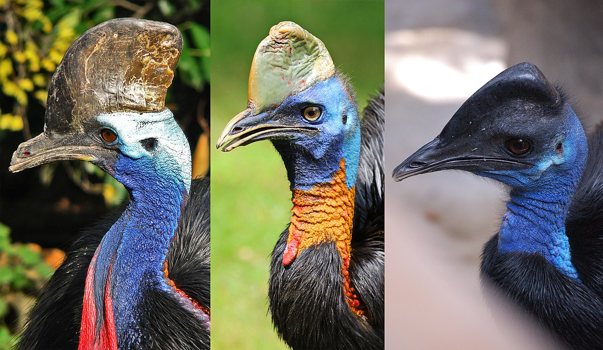 cassowary claw