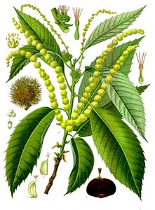 Castanea sativa - Köhler–s Medizinal-Pflanzen-173.jpg