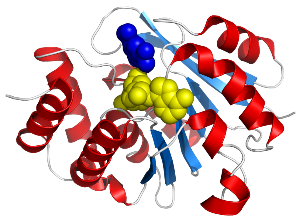 Catechol-O-methyltransferase-avatar