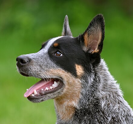 Black mask and tan markings on a blue dog