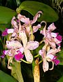 Cattleya amethystoglossa