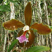 Cattleya granulosa