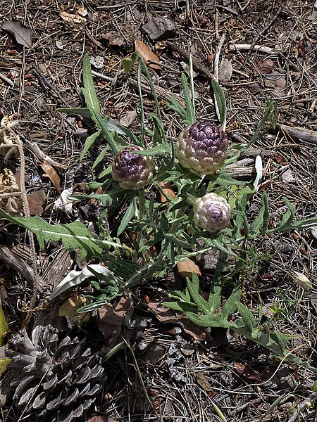 File:CazRhaponticumConiferum.jpg