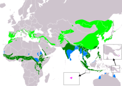 Distribución de Cecropis daurica