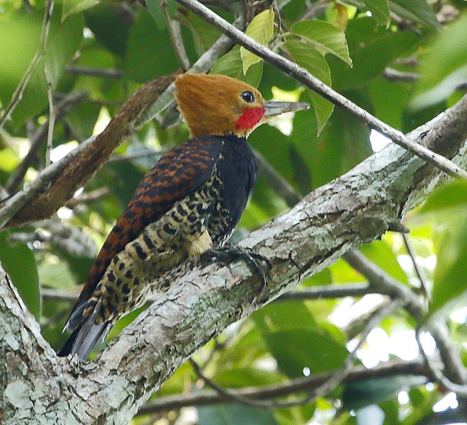File:Celeus torquatus - Ringed woodpecker (male).jpg