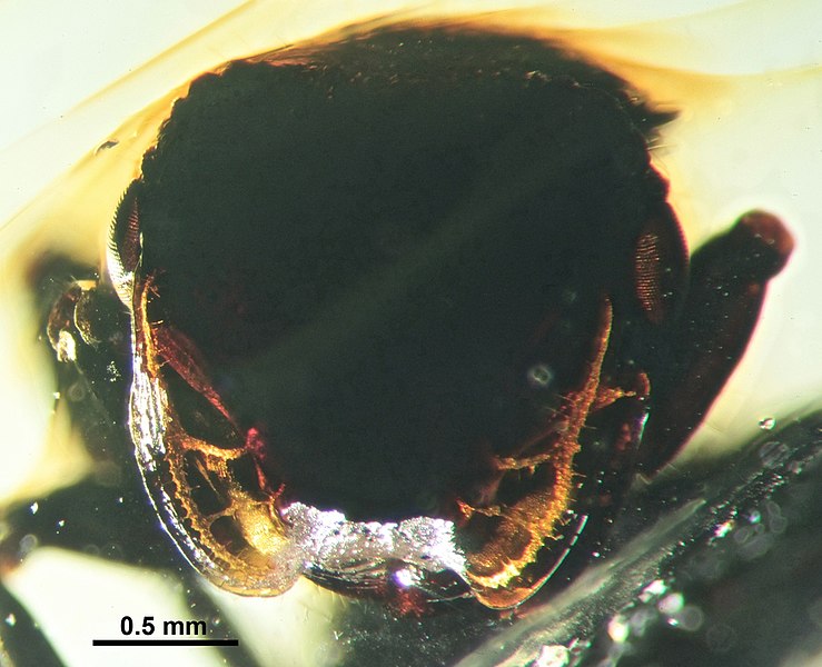 File:Cephalotes taino SMNSDOC3014 head.jpg