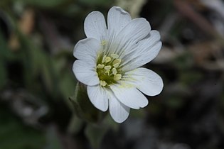 Cerastium arvense, detail