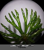 Ceratophyllum- Ceratophyllum demersum s. str. sl5.jpg