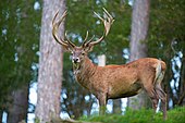 A living Cervus elaphus, or red deer Cervus elaphus Luc Viatour 6.jpg