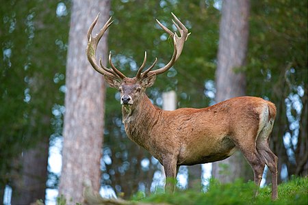 Cervus elaphus Luc Viatour 6.jpg