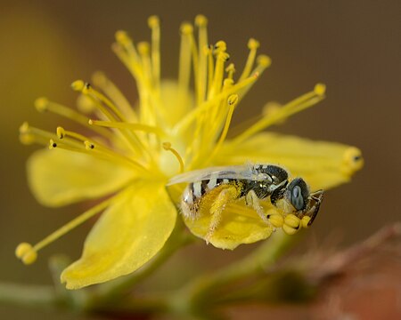 Ceylalictus variegatus