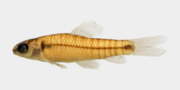 Miniatura para Characidium xavante