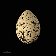 Charadrius asiaticus (Caspian plover) eggs