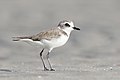 Image 15 Lesser sand plover Photograph: JJ Harrison The lesser sand plover (Charadrius mongolus) is a small wader in the plover family of birds. This highly migratory species feeds on insects, crustaceans and annelid worms. More selected pictures