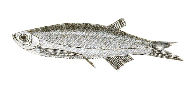 Minnow - Wikipedia