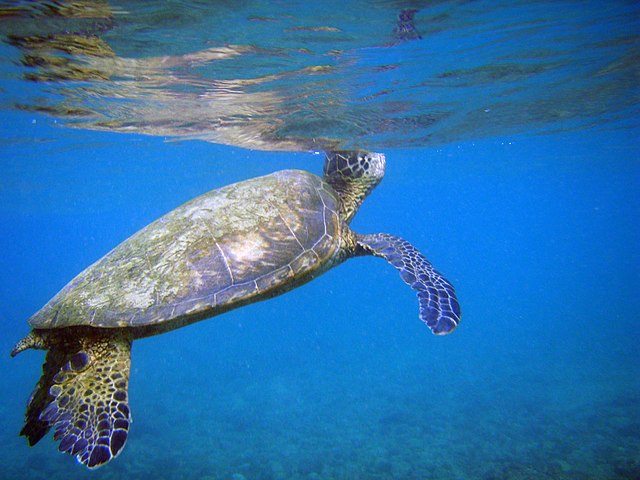 A green sea turtle breaks the surface to breathe.