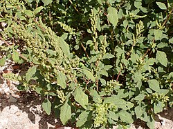 Chenopodium ambrosioides plant.jpg