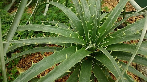 Puya Chilensis