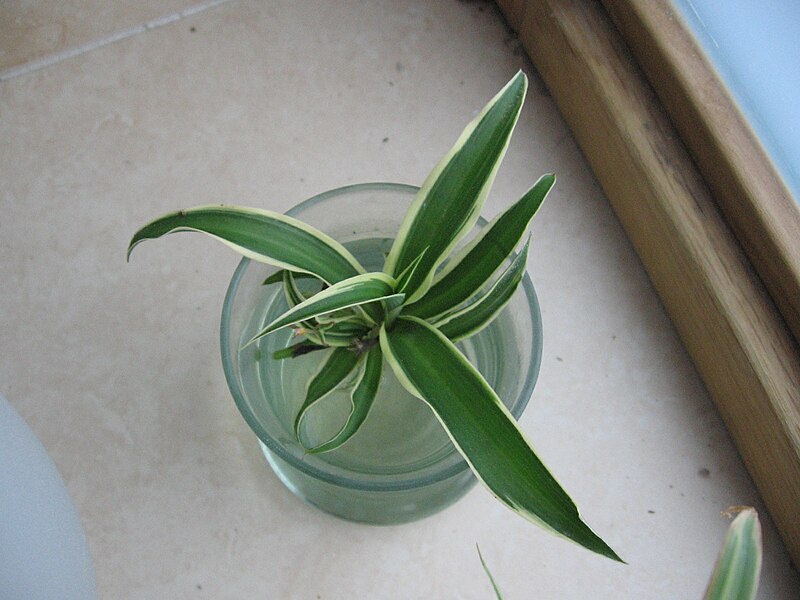 File:Chlorophytum comosum 03.jpg